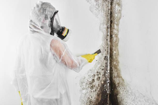 Best Toxic Mold Removal  in Lake City, IA