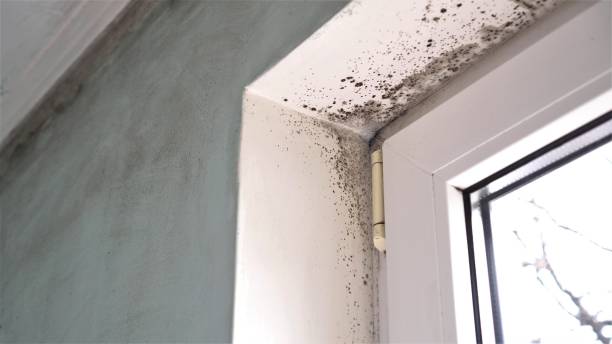 Best Crawl Space Mold Removal  in Lake City, IA