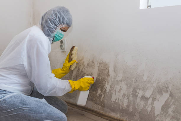 Best Commercial Mold Removal  in Lake City, IA