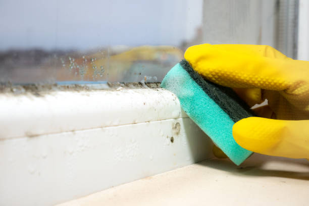 Mold Removal and Inspection in Lake City, IA