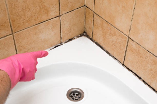 Best Mold Damage Repair  in Lake City, IA