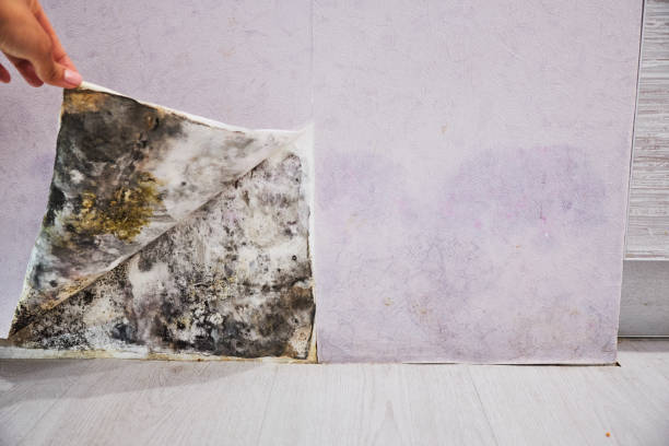 Best Mold Cleaning Services  in Lake City, IA